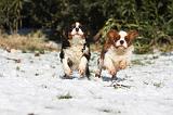 CAVALIER KING CHARLES 521